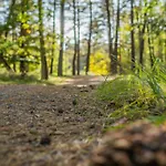 Brzozowa - Dom Nad Jeziorem - Wellness & Ceragem Kowalewo (Gniezno)