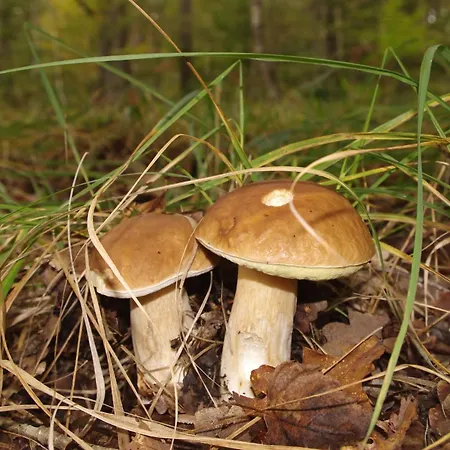 别墅 Brzozowa - Dom Nad Jeziorem - Wellness & Ceragem