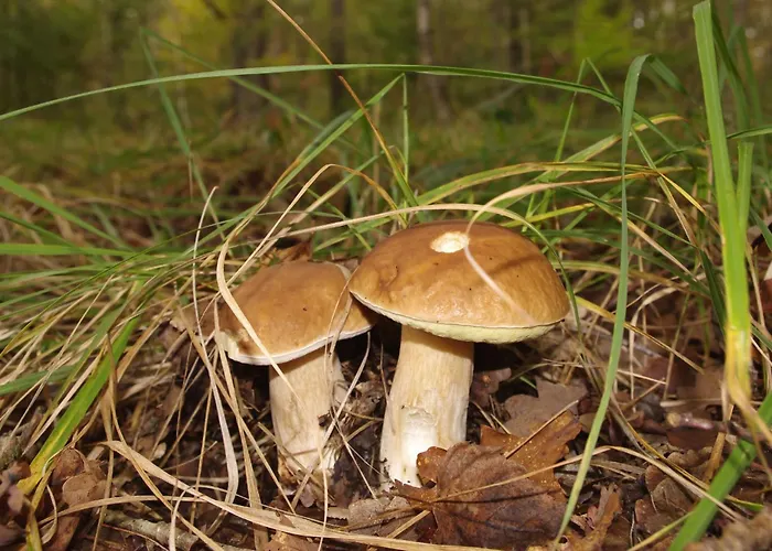 Villa Brzozowa - Dom Nad Jeziorem - Wellness & Ceragem